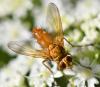 Leskia aurea